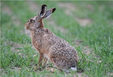 Hochansteckende Hasenpest greift in Niedersachsen um sich!