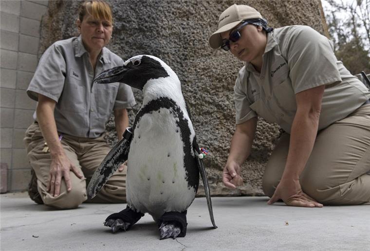 USA: Schuhe für kranken Pinguin Lucas Wildtierpflegerinnen beobachten, wie ein Pinguin im San Diego Zoo orthopädische Schuhe testet.