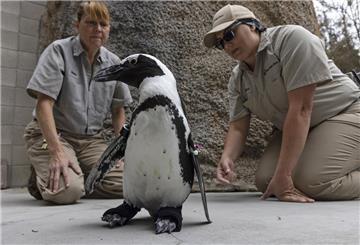  Wildtierpflegerinnen beobachten, wie ein Pinguin im San Diego Zoo orthopädische Schuhe testet. 