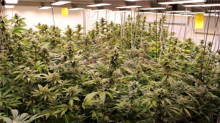 Erste Cannabis-Abgabe eines Anbauvereins Erstmals erhalten Mitglieder eines Anbauvereins im niedersächsischen Ganderkesee Cannabis. Dem Cannabis Social Club zufolge ist es bundesweit die erste legale Cannabis-Abgabe eines solchen Vereins. (Archivbild)