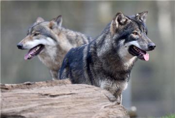 Erstmals hat ein Wolf offenbar in Niedersachsen einen Menschen angegriffen und verletzt. Ob es wirklich ein Wolf war, muss die DNA-Analyse zeigen.