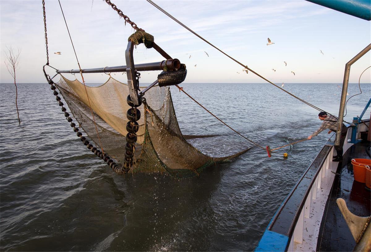 Sensations-Fang in der Nordsee! Erste Sichtung dieses Tieres seit 45 Jahren Ein Krabbenfischer bereitet auf seinem Kutter in der Nordsee vor Dorum-Neufeld das an Bord nehmen des Fangs aus dem gehievten Schleppnetz vor.