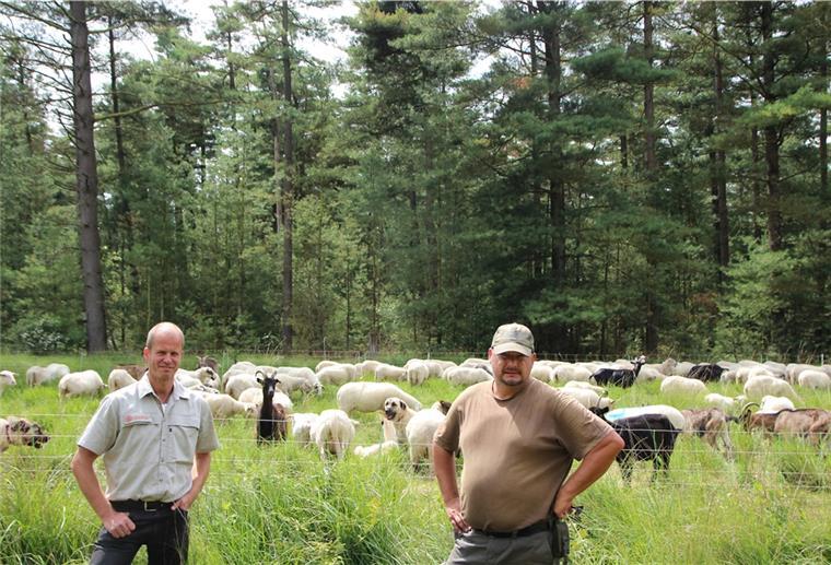 Holzurburg: Schafe und Ziegen müssen ran Es darf gefressen werden: Förster Frank Zweers (links) und Holger Benning wissen, dass der Einsatz der rund 230 Schafe und Ziegen für die Pflanzen und Gehölze in der Holzurburg besser ist als maschinelle Pflege.