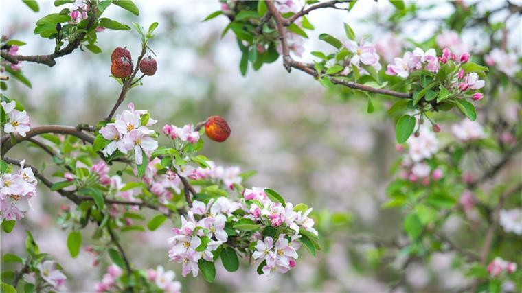 „Es fehlen Niederschläge, Regen ist neben den Temperaturen für die Früchte wichtig“, heißt es bei der Obstbauversuchsanstalt Jork.