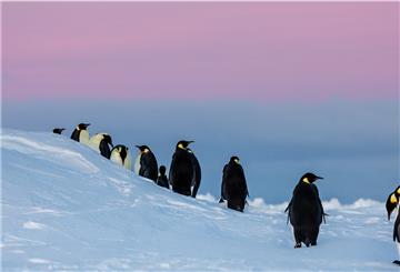 Es geht auch um ihren Lebensraum: Die Kaiserpinguine gehören zu den Arten, die im Weddellmeer auf Nahrungsssuche gehen.