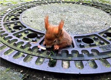 Es geht weder vor noch zurück: Dieses Eichhörnchen steckt fest und kann sich nicht alleine befreien.