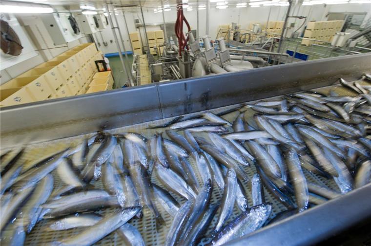 Nach Insolvenz: Bremer kauft Fischfirma PTC in Bremerhaven Es geht weiter: Der insolvente Fischhändler PTC ist von einem Bremer Investor gekauft worden, der den Hauptsitz nach Bremerhaven verlegen will.