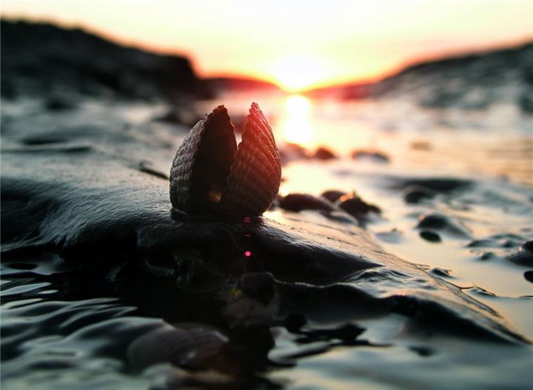 Dürre-Sommer stresste auch das Wattenmeer Es gibt wohl keinen Lebensraum, der so nass und feucht ist wie Schleswig-Holsteins Wattenmeer und die Salzwiesen. Doch lange Dürre und sengende Sonne ließen den Boden in den Salzwiesen aufreißen.