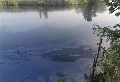 Es sieht aus wie ein Ölteppich, es ist aber keiner: Jede Menge organische Substanzen, die von Bakterien zersetzt werden, schwimmen auf der Lune und nehmen den Fischen den Sauerstoff.