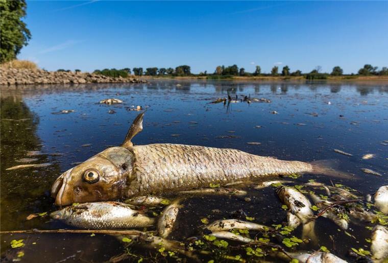 Fischsterben in der Hamme - es gibt Vermutungen zur Ursache Ein verendeter Döbel und andere tote Fische schwimmen an der Oberfläche.