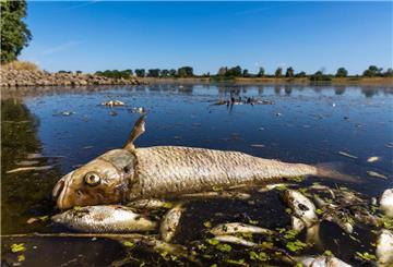 Ein verendeter Döbel und andere tote Fische schwimmen an der Oberfläche.