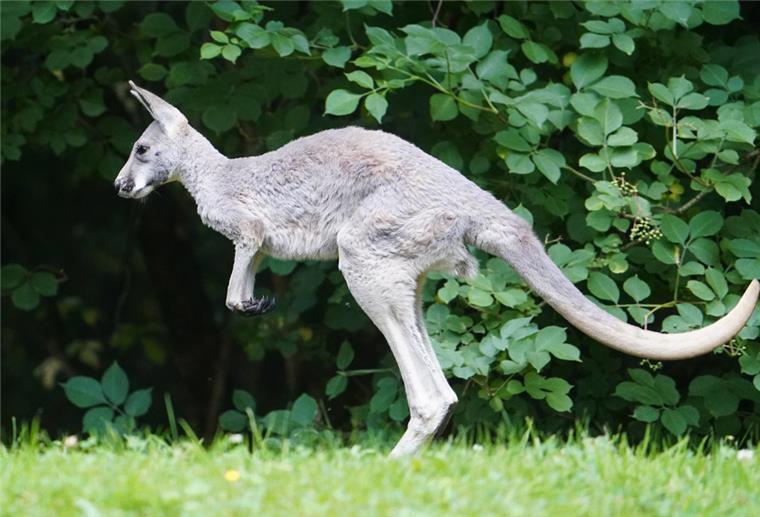 Australier liefert sich sechsminütigen Zweikampf mit Riesenkänguru Das Rote Riesenkänguru Jungtier Emil hüpft durch das Außengehege.