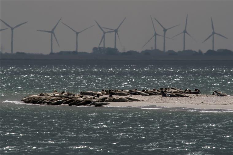 Experten zählen Seehunde auf Sandbänken Es werden wieder Seehunde gezählt.