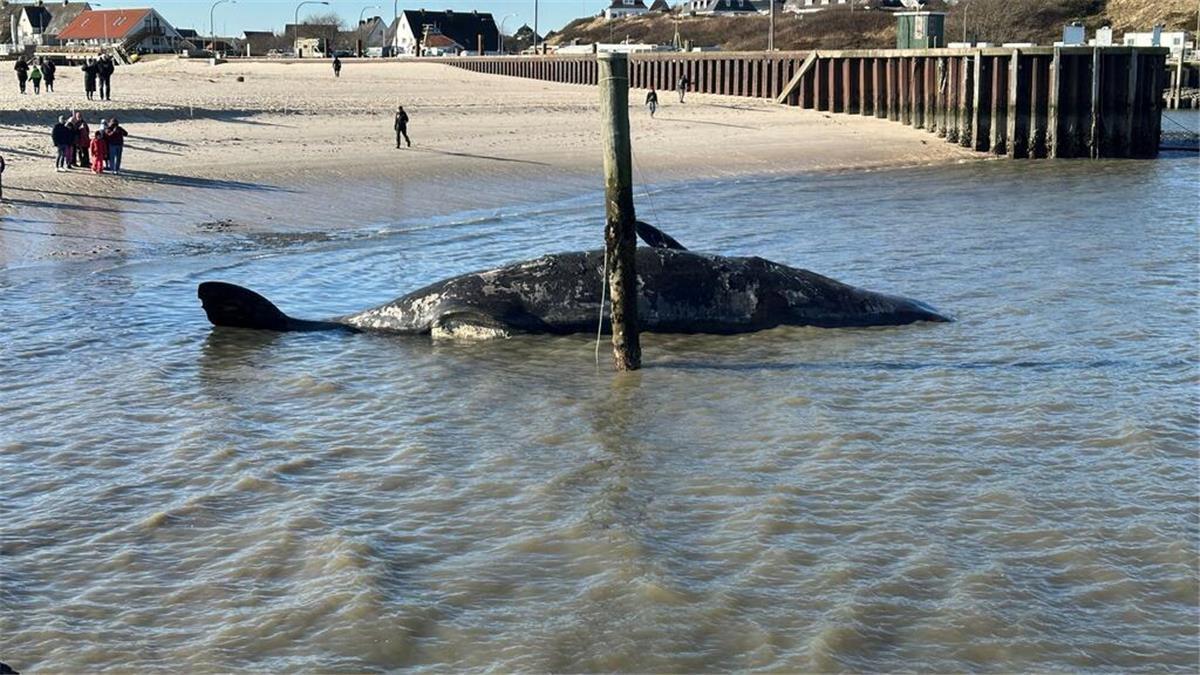 Explosionsgefahr auf Sylt! Toter Pottwal droht zu platzen Es wird wegen Explosionsgefahr davor gewarnt, sich dem Tier zu nähern.