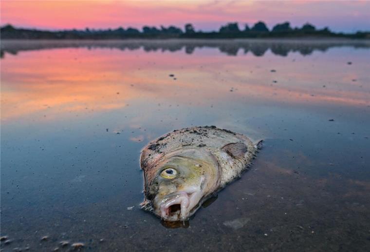 Cuxland: Fische sterben an Sauerstoffmangel Ein toter Fisch im Wasser.