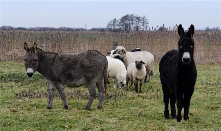 Cuxhaven: Esel sollen Schafe vor Wolfsangriffen schützen Esel sollen Schafe am Altenbrucher Deich vor dem Wolf schützen.