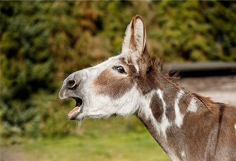 Wanhöden: Ein Esel kommt selten allein Ein graubraun gefleckter Esel hat die Schnauze für sein I-Ah weit aufgerissen.