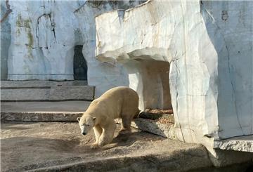 Esibär Lloyd erkundet das Gehege im Karlsruher Zoo.