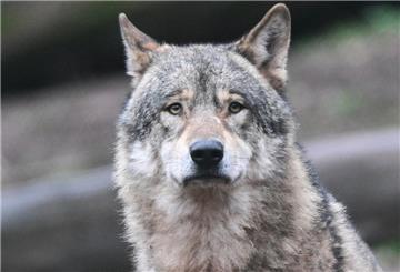 Ein Wolf im Gehege im Tierpark Wildparadies Tripsdrill