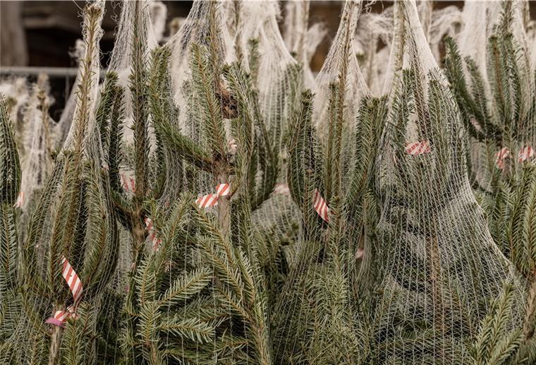 Experten: Gutes Jahr für Weihnachtsbäume in Niedersachsen Weihnachtsbäume stehen im Verpackungsnetze auf einem Gelände.