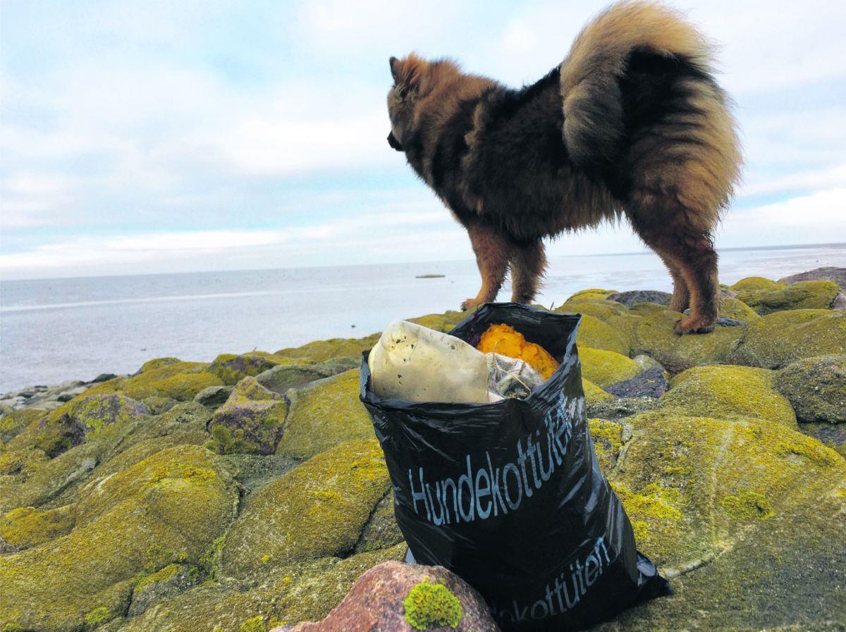 Wremen: Gassitüte multifunktional im Einsatz Eurasier-Welpe Elli freut sich über den umweltbewussten Einsatz ihrer Besitzerin, die die Gassitüte auch für Restmüll nutzt, den sie am Wremer Deich findet.