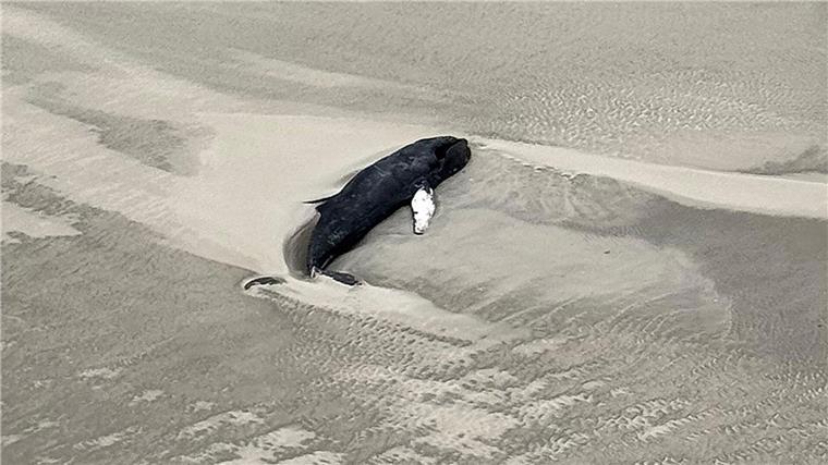 Toter Wal auf unbewohnter Nordseeinsel entdeckt Experten des Nationalparks gehen anhand der Luftaufnahme davon aus, dass es sich bei dem Tier um einen toten Buckelwal handelt.