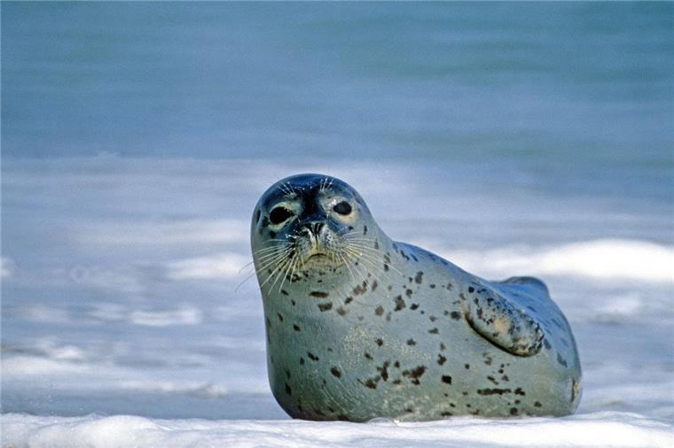 Seehundbestand im Wattenmeer stabil Experten haben wieder die Seehunde im Wattenmeer gezählt.