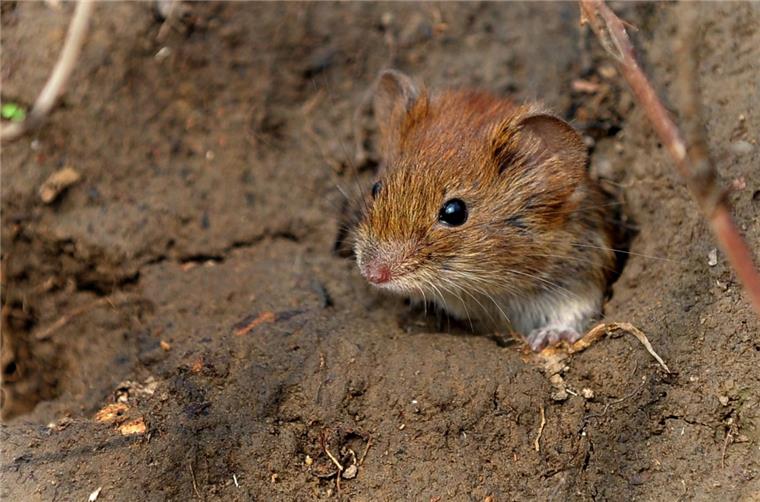 Mäuseplage sucht auch das Cuxland heim Explosionsartig vermehrt: Mäusen geht es in diesem Sommer richtig gut. Zu gut, wenn man Landwirte und Kleingärtner im Cuxland fragt.