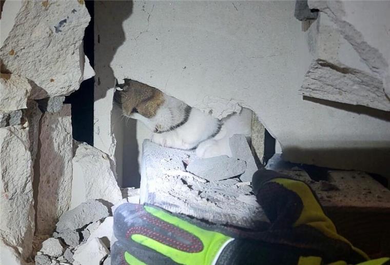 Feuerwehrmann rettet Tier und landet selbst in der Notaufnahme Feuerwehrmann nach Katzenbiss im Krankenhaus – Tierrettung eskaliert