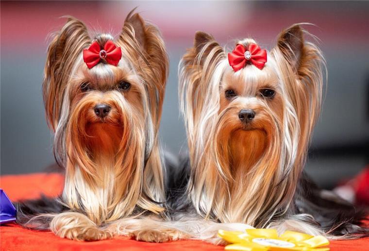 Der Fellwechsel beginnt: Die besten Tipps für Hunde- und Katzenbesitzer dpatopbilder - Gekonnt schauen die zwei Yorkshire Terrier in die Kamera, nachdem sie eine Schleife auf der Rassehunde- und Rassekatzen-Ausstellung in Erfurt gewonnen haben. Foto: Michael Reichel/dpa