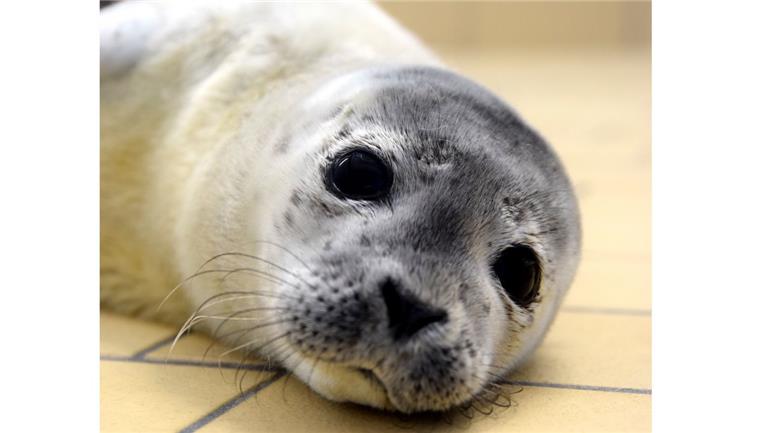 Erste Heuler der Saison erholen sich in der Seehundstation Femke heißt der erste Heuler der Saison 2018 in der Seehundstation Norddeich. Das knapp acht Kilo schwere Mädchen wurde bereits Ende April von Touristen bei Stade gefunden.