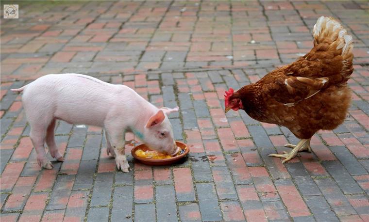 Glück im Unglück: Ferkel Frederik lebt jetzt in Butjadingen Ferkel Frederik ist auf der A1 bei Oyten aus einem Tiertransporter gefallen. Jetzt hat er sein neues Leben auf Hof Butenland begonnen und erholt sich von den Strapazen.