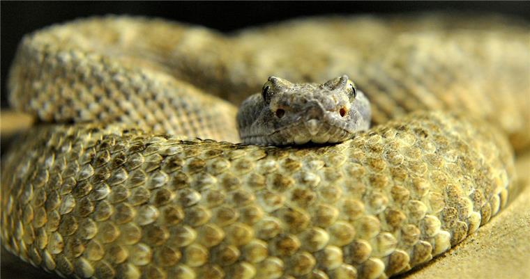 Blutige Jagd auf Klapperschlangen Festival in Texas: Vier Tage lang werden Klapperschlangen gefangen, um sie hinterher zu töten.