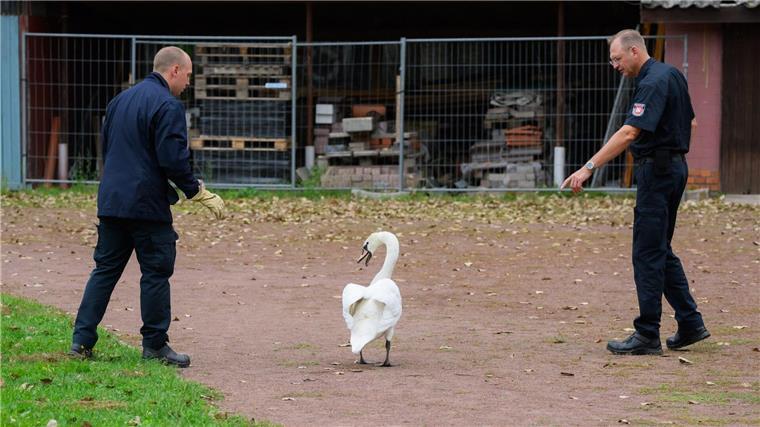 Feuerwehrmänner der Tierrettung der Feuerwehr Hannover fangen einen Schwan auf dem Sport- und Pausenplatz einer Schule.