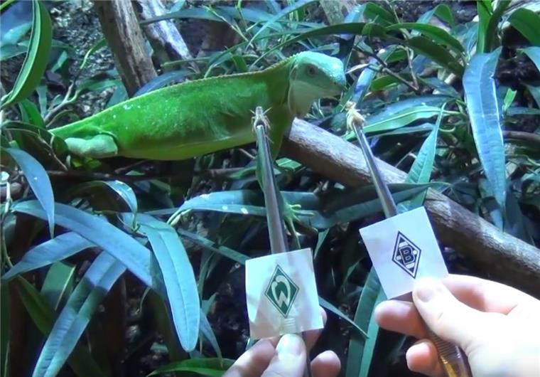 Fidschi-Leguan glaubt nicht mehr an Werder Bremen Fidschi-Leguan Annegret hat schon zweimal falsche Vorhersagen getroffen.