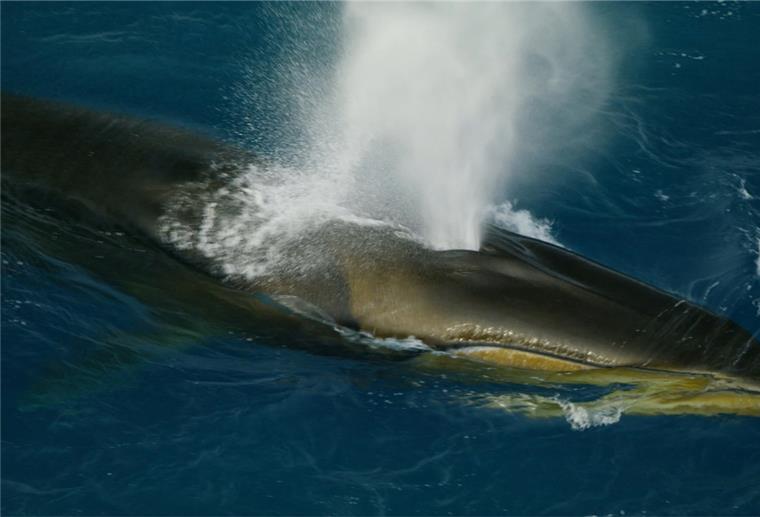 Finnwale fressen im Weddellmeer nahe Elephant Island nördlich der Westantarktischen Halbinsel.
