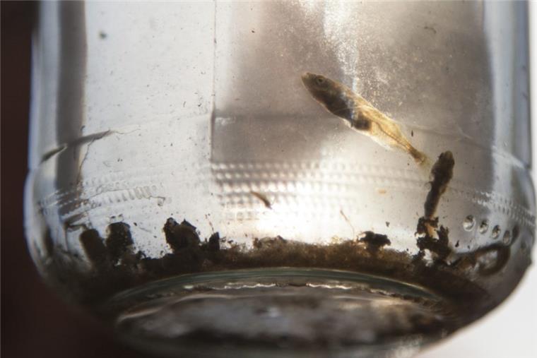 BUND sorgt sich um Oxstedter Bach Fische sind eigentlich ein gutes Zeichen für die Güte eines Gewässers. Die Güte des Oxstedter Baches stuft der BUND trotzdem als "kritisch belastet" ein.