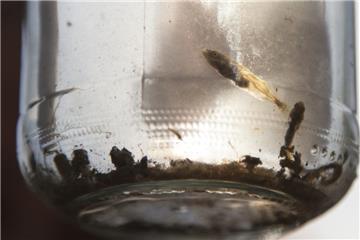 Fische sind eigentlich ein gutes Zeichen für die Güte eines Gewässers. Die Güte des Oxstedter Baches stuft der BUND trotzdem als "kritisch belastet" ein.