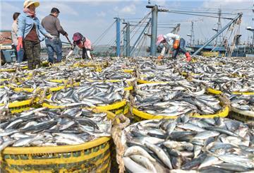 Fischer arbeiten im Fischereihafen von Xiangzhi in der südostchinesischen Provinz Fujian mit frisch gefangenem Fisch.