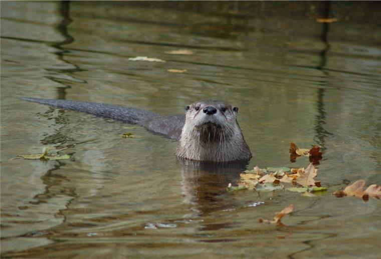 Bremerhaven: Gefährliches Stadtleben
für Fischotter Fischotter breiten sich in Bremerhaven aus – allerdings birgt dieses Quartier Gefahren für die Tiere.