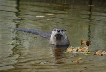 Fischotter breiten sich in Bremerhaven aus – allerdings birgt dieses Quartier Gefahren für die Tiere.