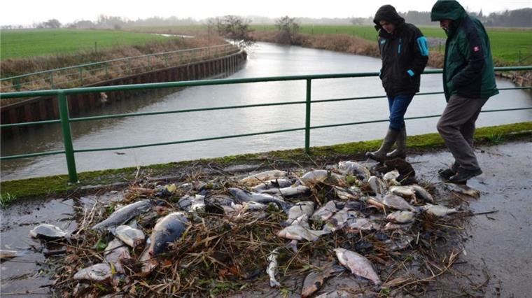 Land Hadeln: Viele tote Fische in Bächen und Flüssen Fischsterben im Land Hadeln.