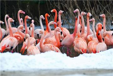 ARCHIV - Flamingos stehen im Wasser ihres Geheges. Foto: picture alliance/dpa/Archivbild