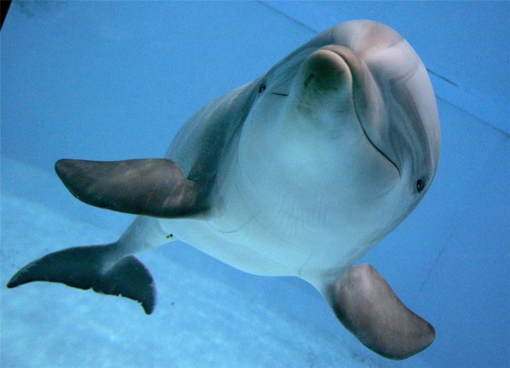 Flipper
