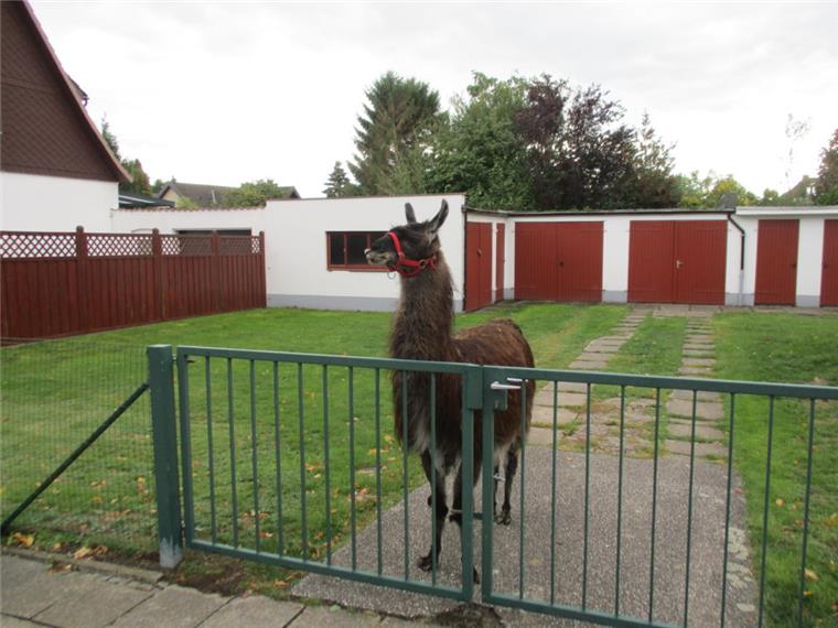 Bremerhaven: Lama läuft vor Streifenwagen "Flips" flüchtete aus dem Zirkus in eine Gartenanlage in Leherheide.