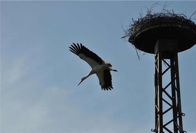 In Butjadingen gibt es nun ein drittes Storchenpaar Flodder hat Beute zum Nest gebracht und fliegt nun wieder ab.