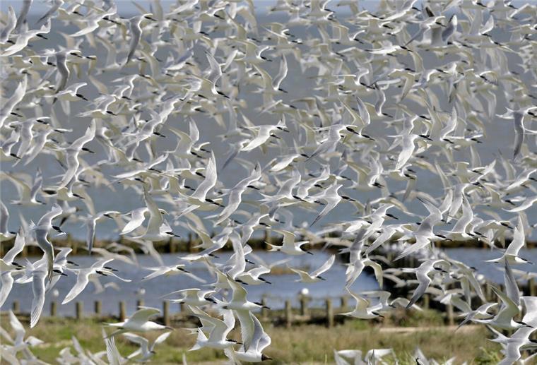 Brandseeschwalben fliegen über eine Wiese auf der Hallig Norderoog in Schleswig-Holstein. Die stark bedrohte Brandseeschwalbe ist Titelvogel der Zugvogeltage im Wattenmeer, die am 9. Oktober beginnen. +++ dpa-Bildfunk +++