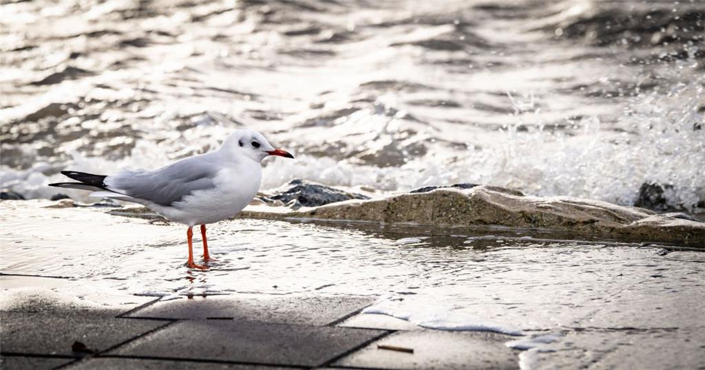 Fluterprobt war diese Möwe an der Seebäderkaje. Foto: Hartmann