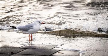 Fluterprobt war diese Möwe an der Seebäderkaje. Foto: Hartmann