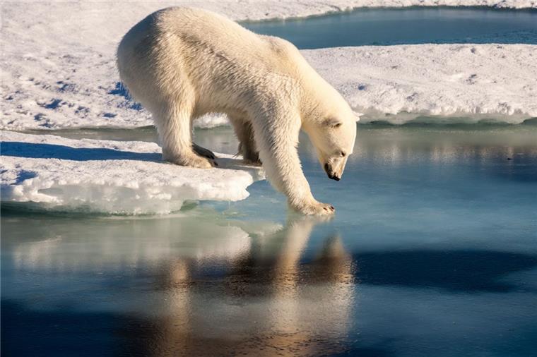Bremerhavener Experten erwarten Rekord-Eisschmelze in der Arktis Forscher des Bremerhavener Alfred-Wegener-Instituts erwarten im Sommer eine Rekord-Eisschmelze in der Arktis.